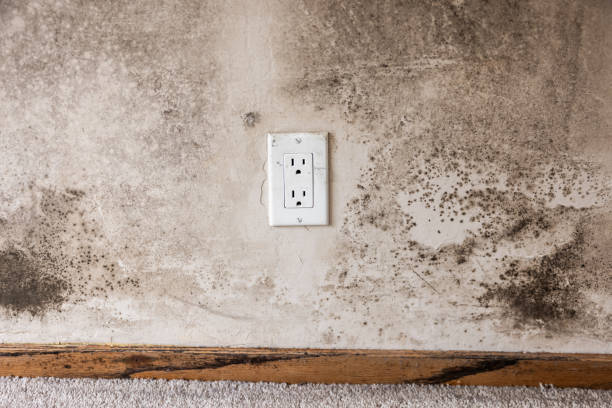 Best Mold Remediation for Healthcare Facilities  in Taylor Creek, FL