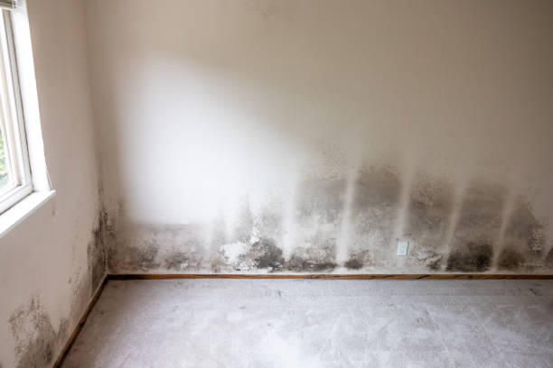 Best Crawl Space Mold Remediation  in Taylor Creek, FL