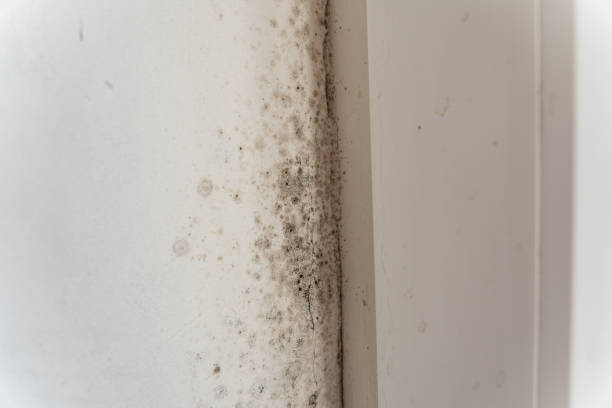 Best Industrial Mold Remediation  in Taylor Creek, FL